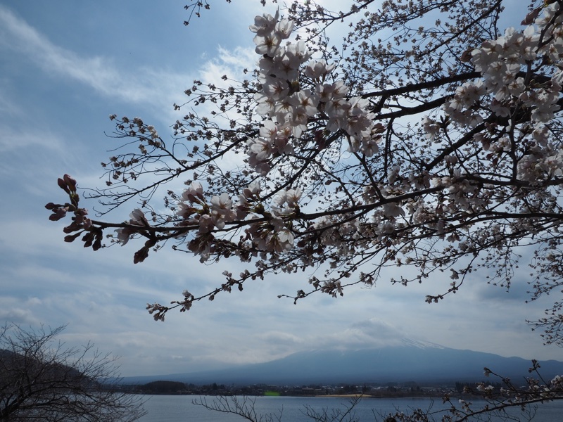 桜と富士山1