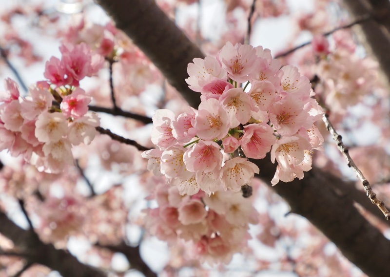 やっと咲きました🌸