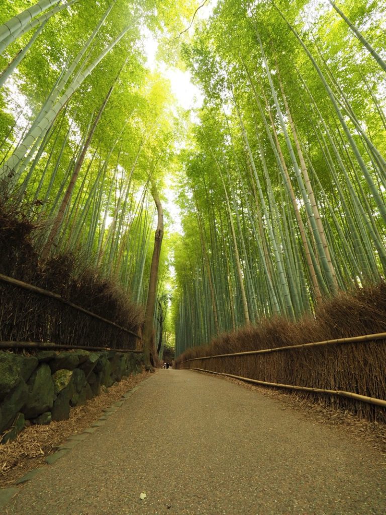 京都旅2@竹の小径