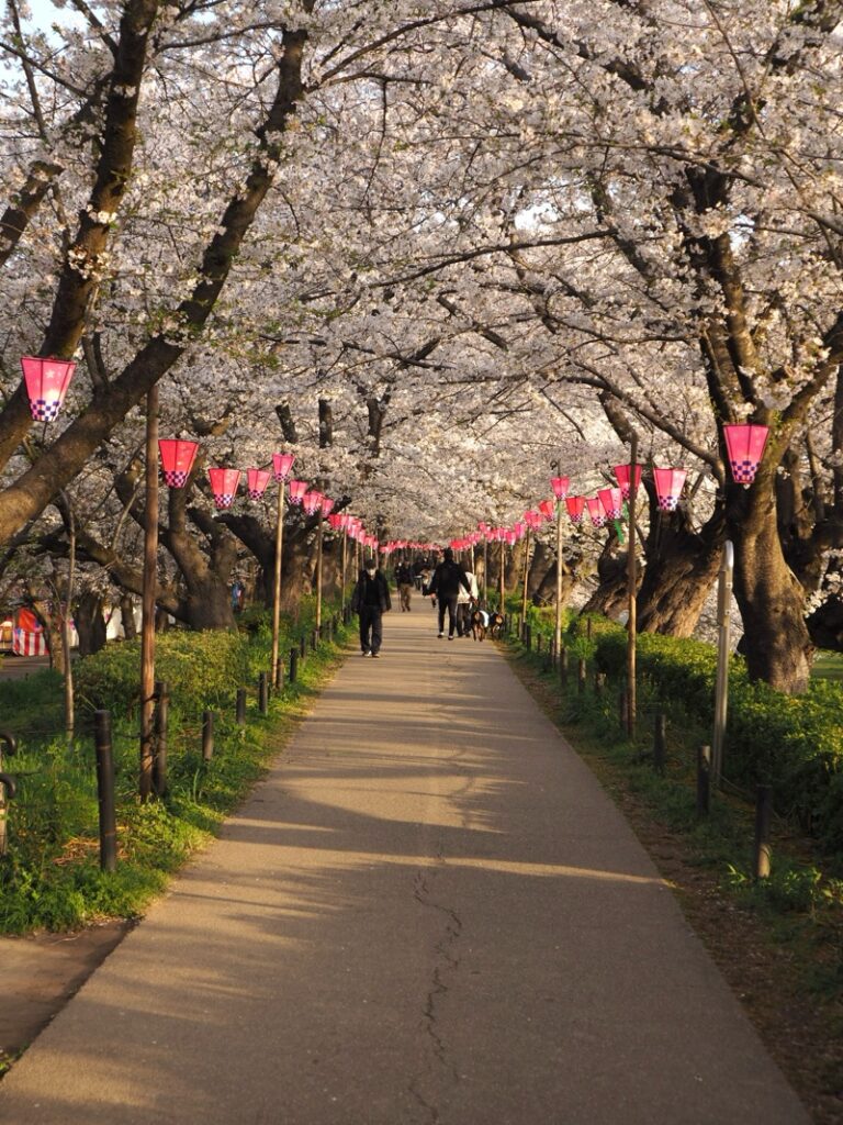 権現堂花写真1